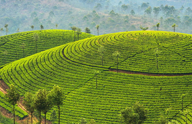 Letchmi Hills + Munnar Tea Plantation Hike - Photo 1