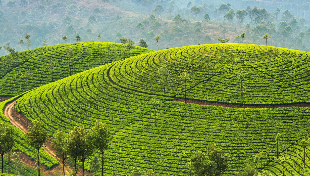 Letchmi Hills + Munnar Tea Plantation Hike