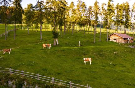 Forchnerhof Nature & Mountain View Apartments - Foto 46