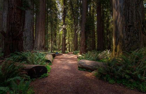 Redwood Nook - 8 min walk to redwood state park - Foto 21