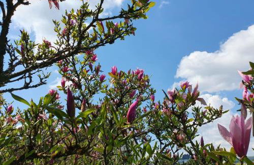 Ferienwohnung Haus Waldblick - Photo 6