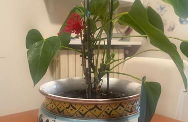 CasAlba crossroads between Milan Como Monza Rho Fiera - Foto 23