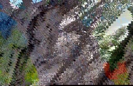 La Piana degli Ulivi - Foto 58