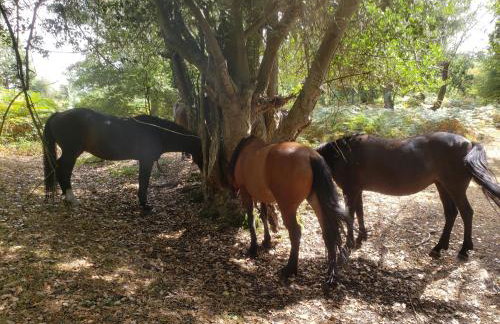 Primrose Spinney - Foto 51