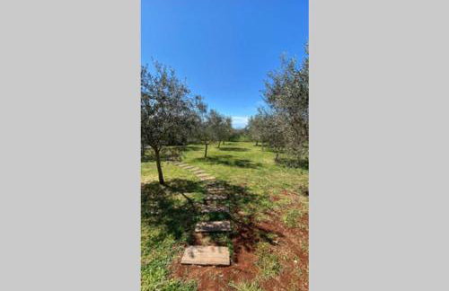 Villa Stanzietta Novigrad for 10 at Olive orchard - Foto 53