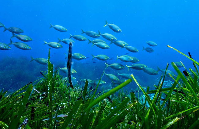 Snorkel en Puerto Addaya - Foto 7