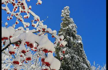 Appartamento La Foresta Abetone - Foto 38