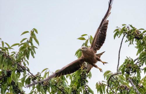 L'Orgelétaine : Grande Maison au milieu des Lacs du Jura - Foto 68