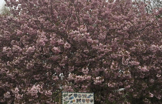 2-bed Apartment in Coleshill - Foto 22