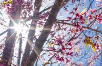 Chalé Flores e Amores - Photo 33