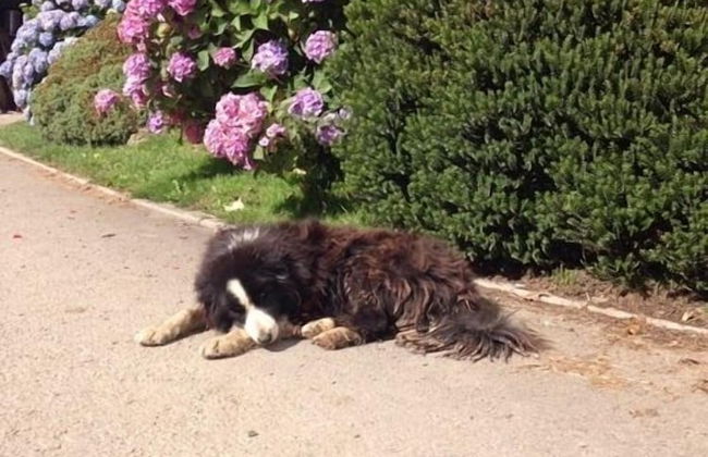 Frankaborough Farm Holiday Cottages - Photo 64