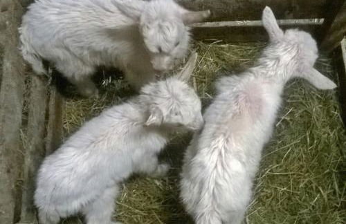 Agriturismo Les Ecureuils - Foto 28