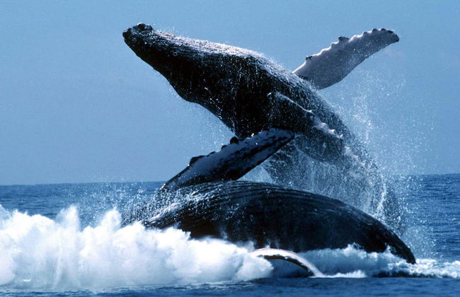 Whale-Watching in Machalilla National Park - Photo 8