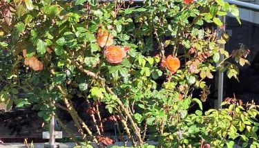 Sonnenhof Haus 1 - OG - Foto 3, Garden