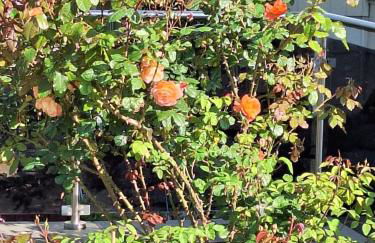 Sonnenhof Haus 1 - OG - Foto 3