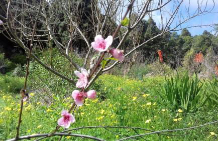 Monte frio de Tenerife - Foto 30