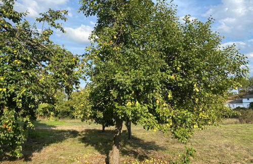 Monte da Marouca-Mont’Argil - Foto 66