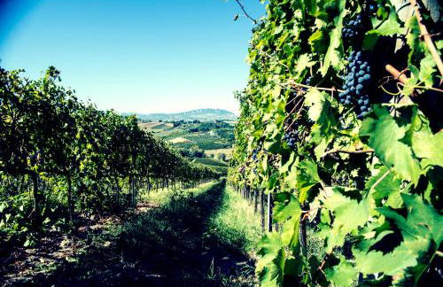 Tenuta Santini - Foto 32