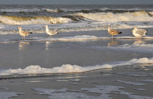 Holiday Home Egmond Near Beach - Foto 29