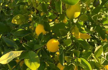 Private Oakland Hills Guest Apartment - Foto 35