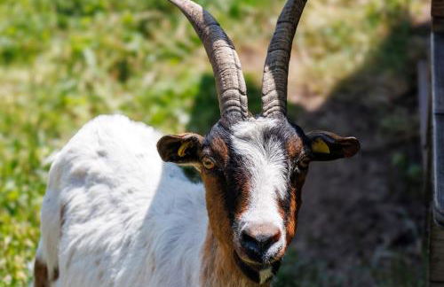 Hinterhauensteinhof - Foto 9