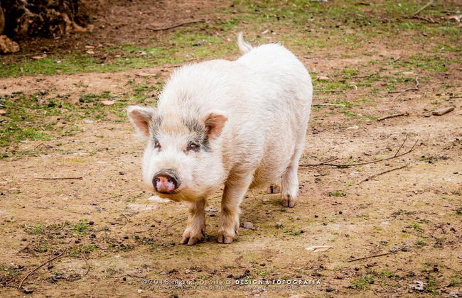 Quinta Manel da Gaita - Foto 44
