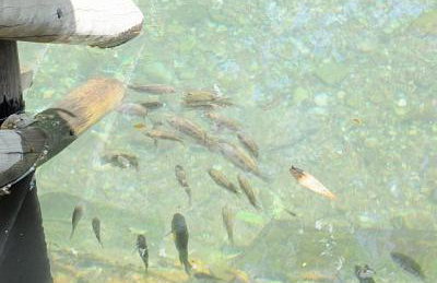 Paradise Temporada Cobertura 4 Quartos com Jacuzzi e Churrasqueira no Thermas Paradise - Rio Quente - Foto 46