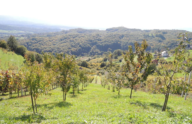 Vineyard cottage Janko in Metka - Foto 16