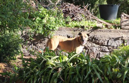 Uvatanta Cottage - Foto 34