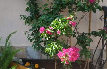 Violet Bedroom and Apartment - Photo 49