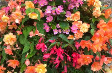 The Cottage Abbotsbury - Foto 34