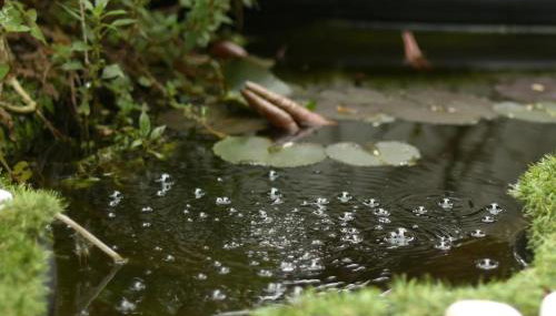 Forest Escape near Barcelona - Foto 3, Garden view