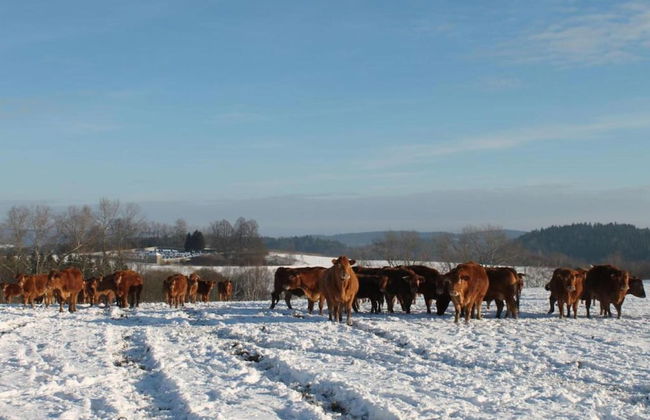 Holiday Home Milire Bohemian Forest - Foto 27