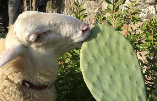 Nocini di Maremma - Photo 28