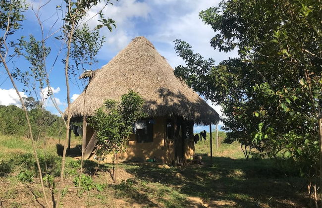 Ayahuaska - Photo 34