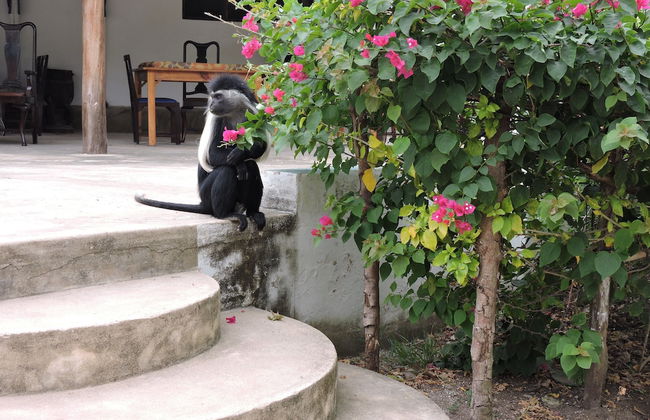 Diani Beachalets - Foto 17