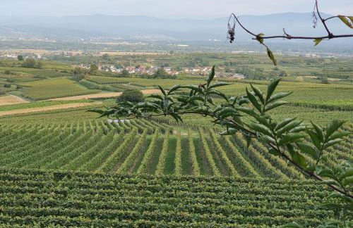 Ferienwohnung im Rebstock Nr.1 - Foto 37