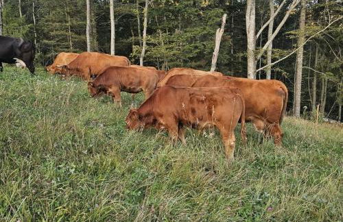 Holiday apartment in St Peter with balcony - Foto 7