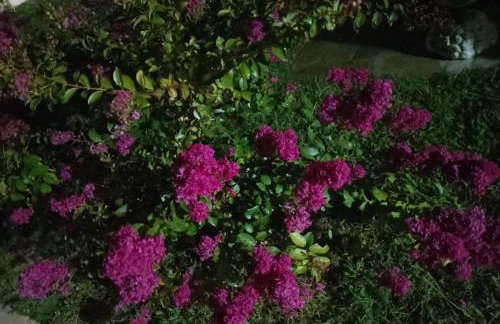 Alexandra's garden - Photo 16