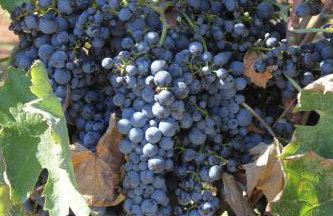 Apartments with a parking space Ugljan - 8404 - Foto 10