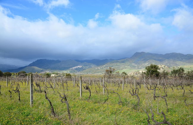 Il Tanaceto - Foto 41