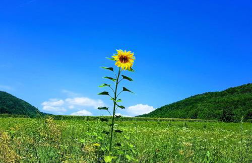 Sonnenbühl Inn Suite & Garden an den Thermen '35C' - Foto 15