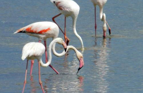 Yellow-house 100 meters from the sandy beach - Foto 40