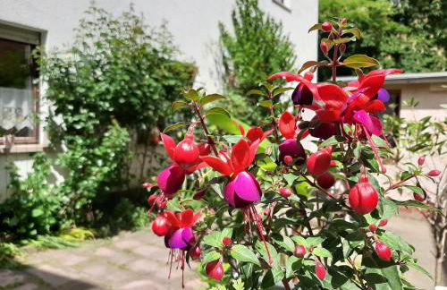 Fewo Rosenblüte am Stadtpark - Foto 8