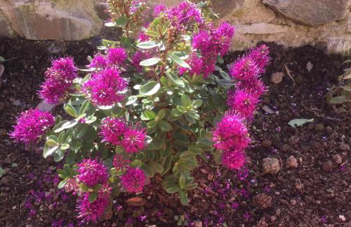 WebberHillFarmCottages - Foto 51