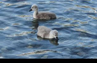 Villa Primula - Foto 63