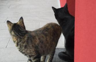 8 Grappoli Agritur - Foto 6