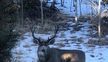 How would it feel to live close to the wildlife in a peaceful cozy cabin - Foto 2