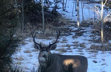 How would it feel to live close to the wildlife in a peaceful cozy cabin - Foto 2