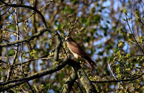 Oak View at Moss Bank Farm - Foto 23